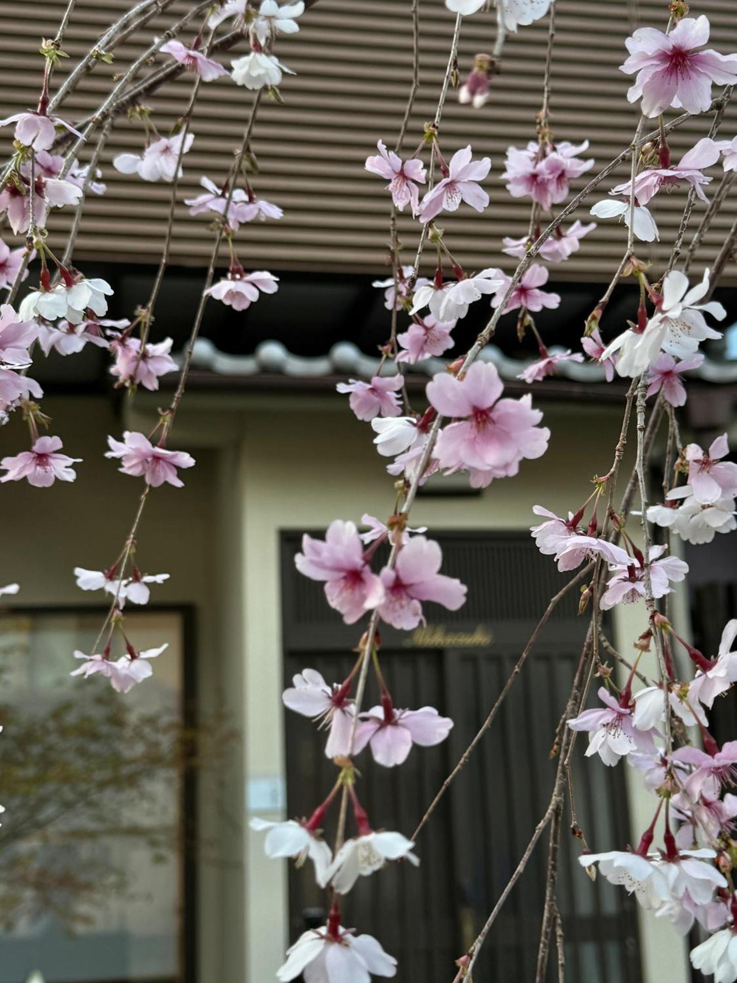 三日月 Mikazuki Quioto